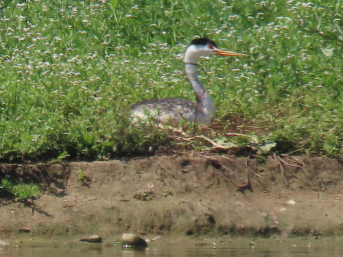 iNaturalist observation photo of Clark's Grebe