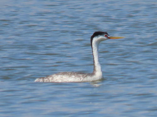 iNaturalist observation photo of Clark's Grebe