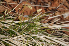 Carex vanheurckii