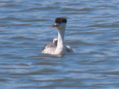 iNaturalist observation photo of Clark's Grebe