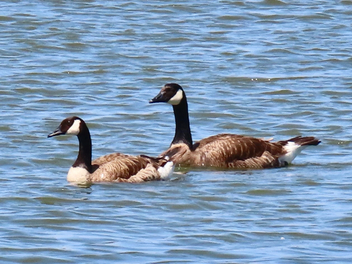 iNaturalist observation photo of Canada Goose