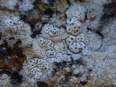 Pertusaria platystoma