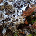 Menegazzia inflata - Photo (c) Melissa Hutchison, algunos derechos reservados (CC BY-NC-ND), subido por Melissa Hutchison