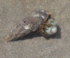 Clibanarius taeniatus