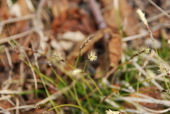 Carex vanheurckii