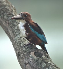 Halcyon smyrnensis
