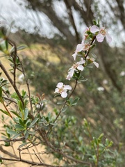 Leptospermum nitens