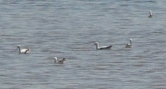 Cladorhynchus leucocephalus