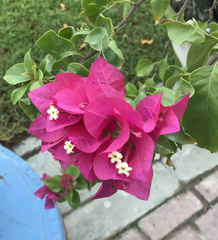 Bougainvillea