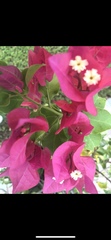 Bougainvillea