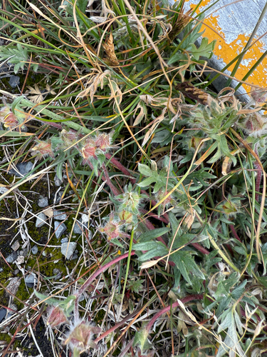 Pedersen's Cinquefoil (Potentilla pedersenii)