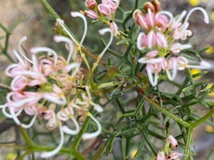 Isopogon gardneri