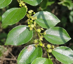 Ziziphus oenopolia