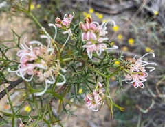Isopogon gardneri