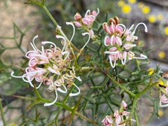 Isopogon gardneri