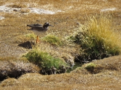 Phegornis mitchellii