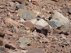 Phegornis mitchellii