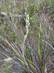 Thelymitra petrophila