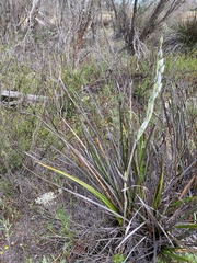 Thelymitra petrophila