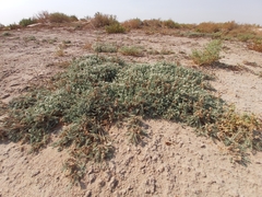 Aeluropus lagopoides