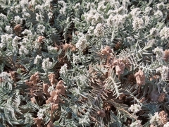 Aeluropus lagopoides