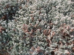 Aeluropus lagopoides