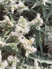 Aeluropus lagopoides