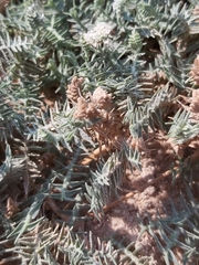 Aeluropus lagopoides