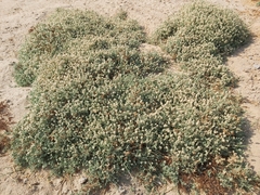 Aeluropus lagopoides