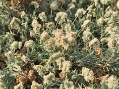 Aeluropus lagopoides