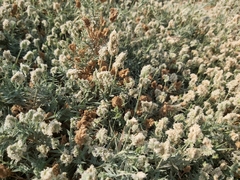 Aeluropus lagopoides