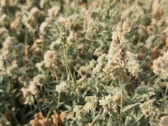 Aeluropus lagopoides