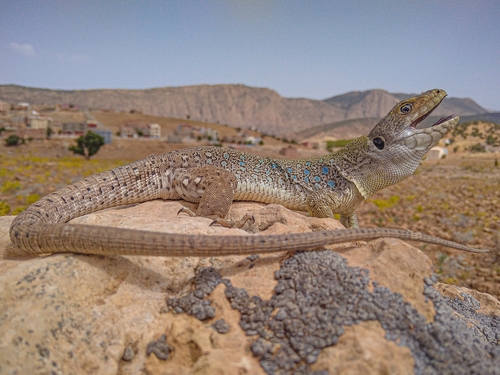 Atlas Ocellated Lizard