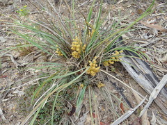Lomandra multiflora dura