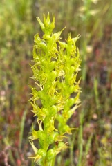 Prasophyllum gracile