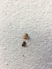 Harmonia axyridis