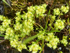 Siloxerus filifolius