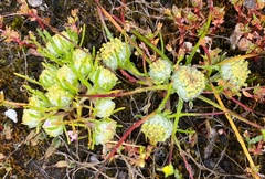 Siloxerus filifolius