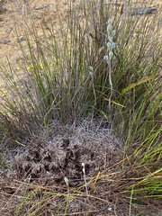 Thelymitra petrophila