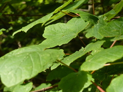 Acer opalus obtusatum