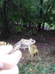 Pelophylax ridibundus