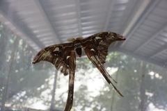 Coscinocera hercules