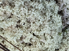 Pulchrocladia ferdinandii