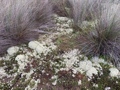 Pulchrocladia ferdinandii