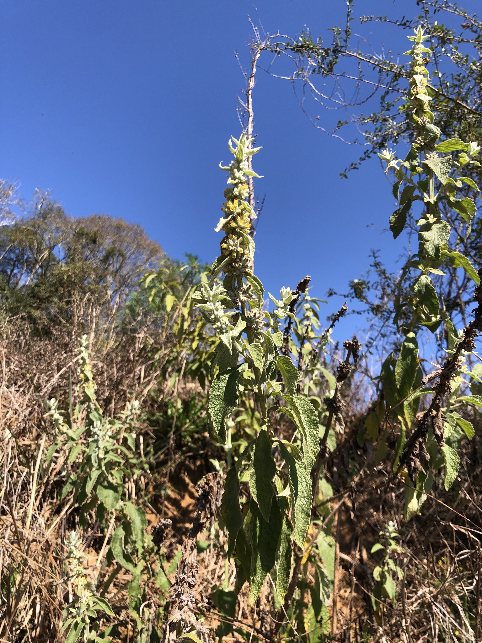 Buddleja stachyoides