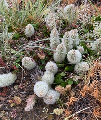 Ptilotus spathulatus