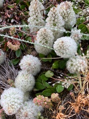Ptilotus spathulatus