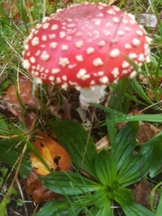 Amanita muscaria