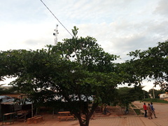 Terminalia mantaly