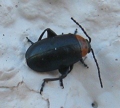 Disonycha triangularis